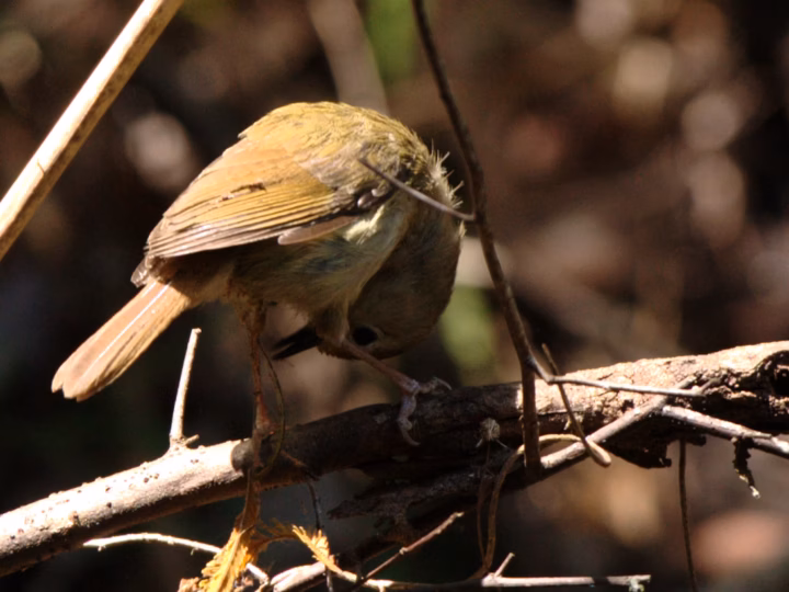 Large-billed Scrubwren showing key identification features