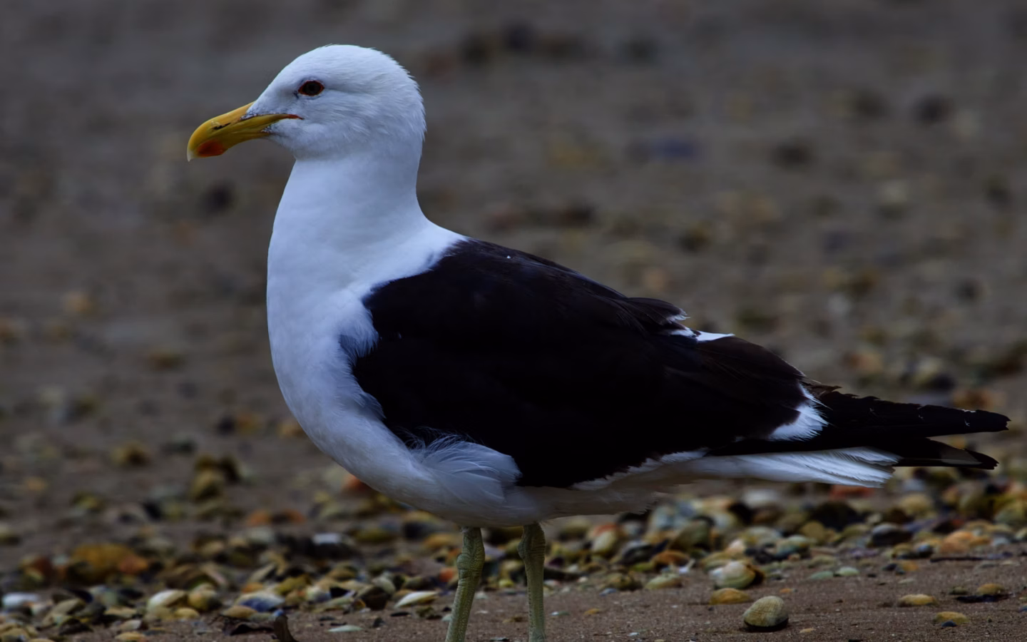 Kelp Gull showing large black-backed gull with white head and underparts, yellow bill and greenish-yellow legs