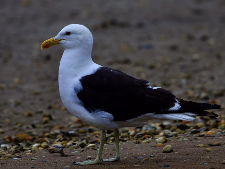 Kelp Gull showing large black-backed gull with white head and underparts, yellow bill and greenish-yellow legs
