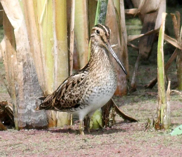 Latham's Snipe showing key identification features