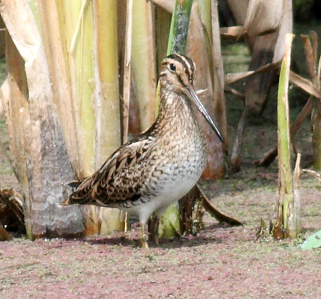 Latham's Snipe showing key identification features