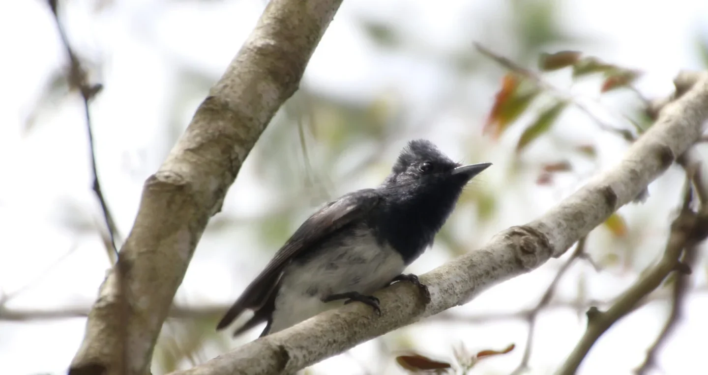 Leaden Flycatcher in Australia showing key identifying features