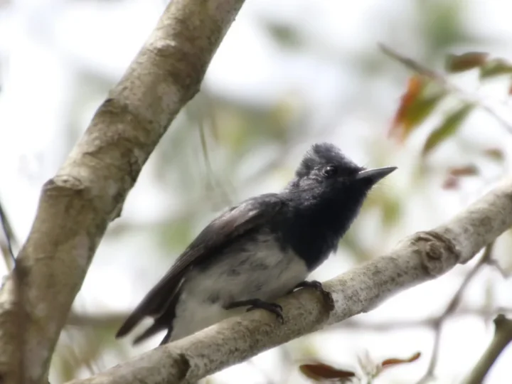 Leaden Flycatcher in Australia showing key identifying features