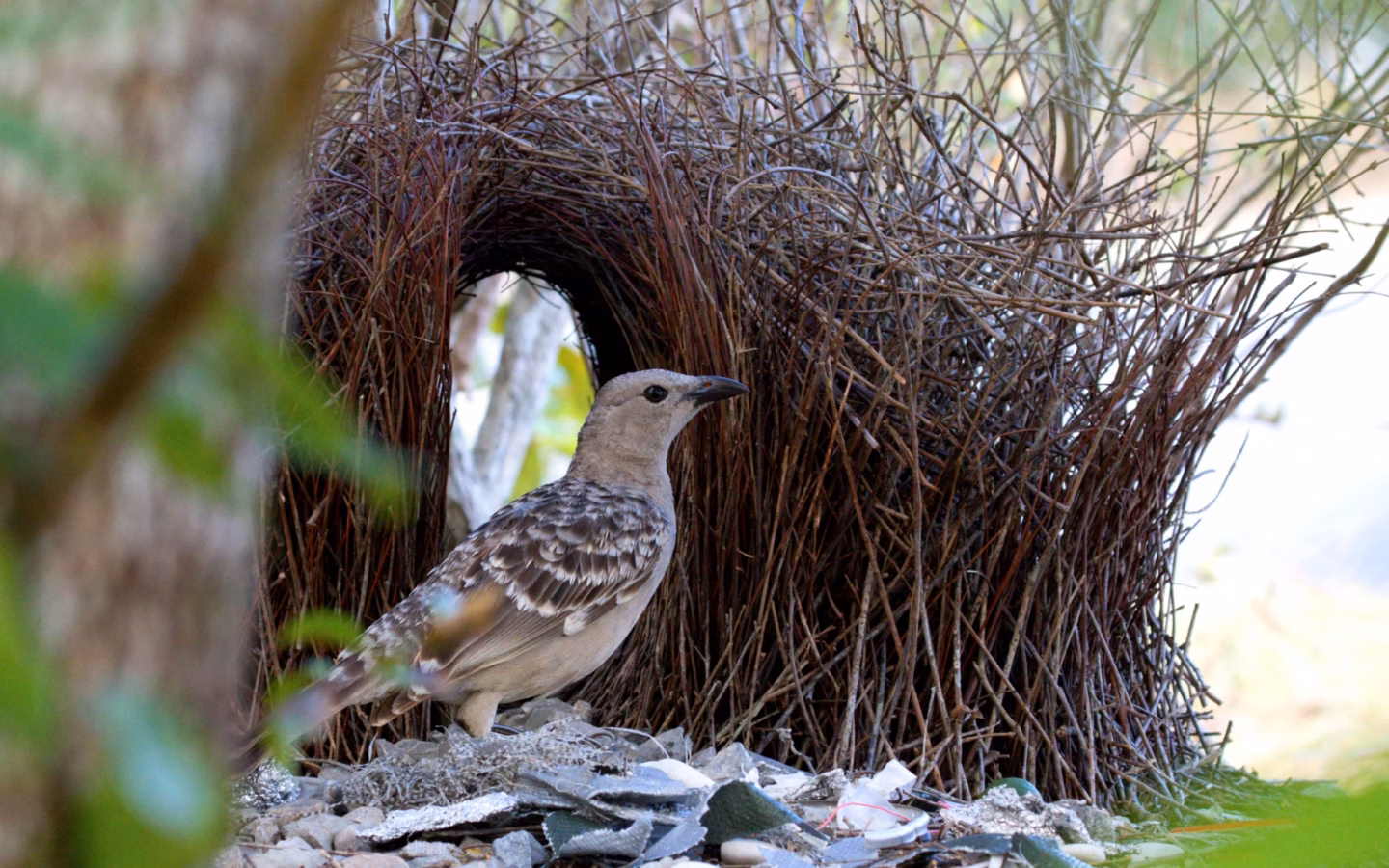 Great Bowerbird in Australia showing key identification features