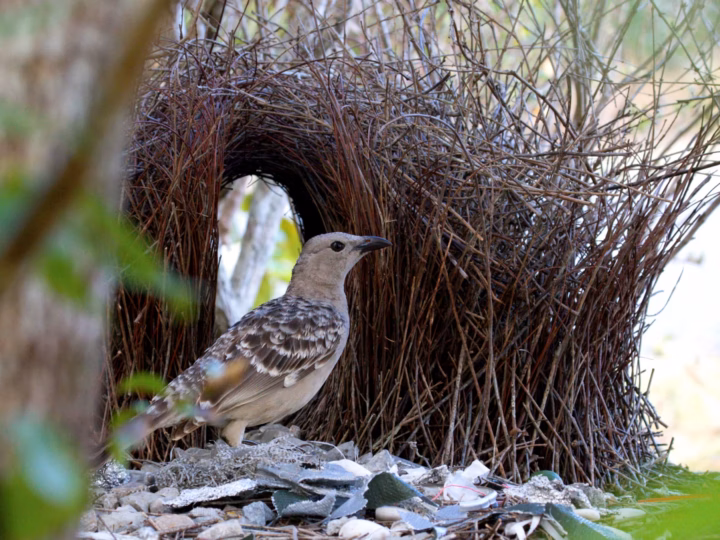 Great Bowerbird in Australia showing key identification features