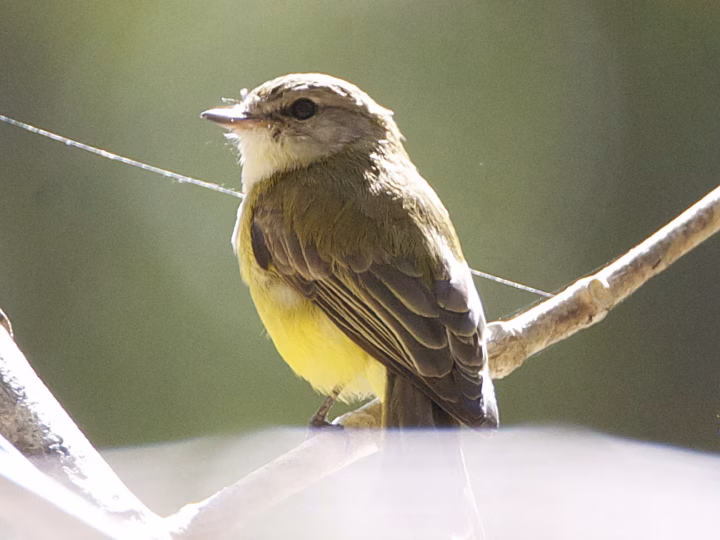 Lemon-bellied Flyrobin perched on a branch, showing its pale yellow belly, grey-brown upperparts and white throat