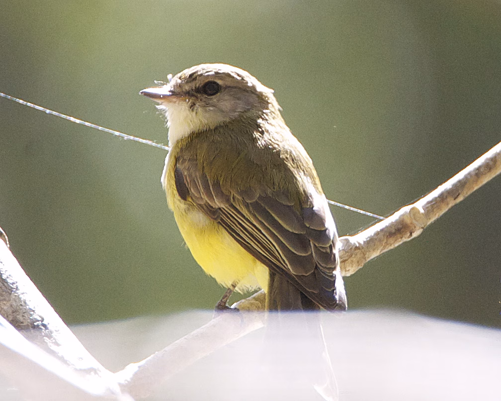 Lemon-bellied Flyrobin perched on a branch, showing its pale yellow belly, grey-brown upperparts and white throat