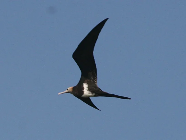 Lesser Frigatebird showing key identification features
