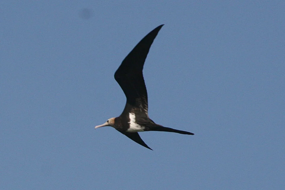Lesser Frigatebird showing key identification features