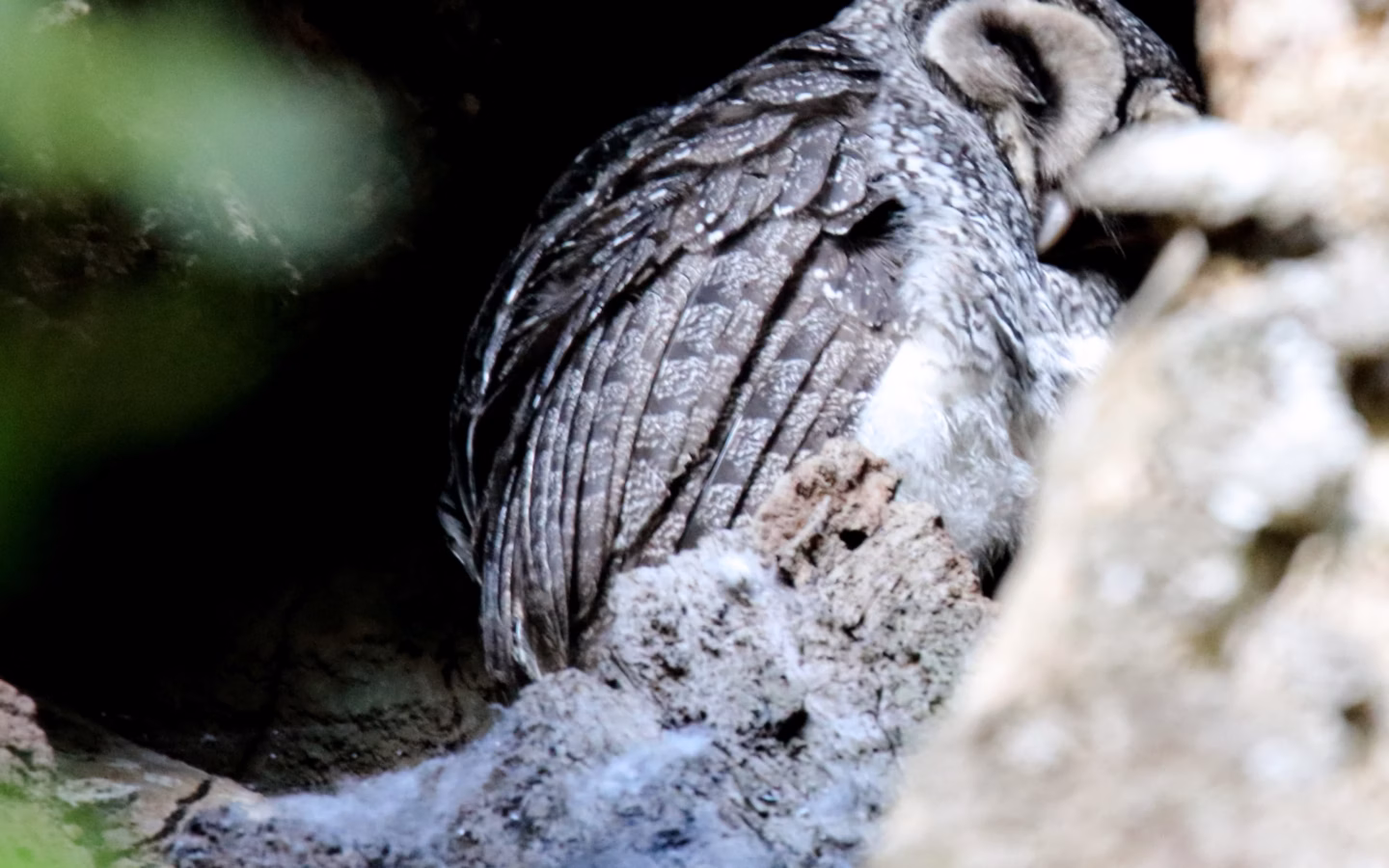 Lesser Sooty Owl showing dark sooty plumage densely spotted with white, rounded facial disc and large dark eyes