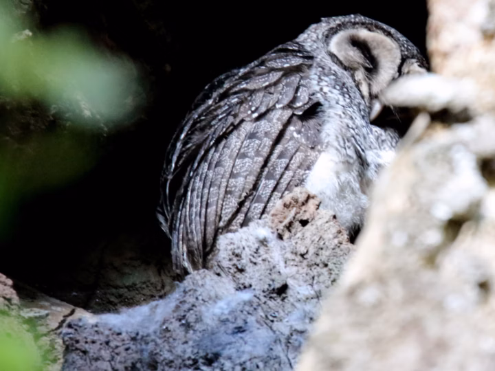 Lesser Sooty Owl showing dark sooty plumage densely spotted with white, rounded facial disc and large dark eyes