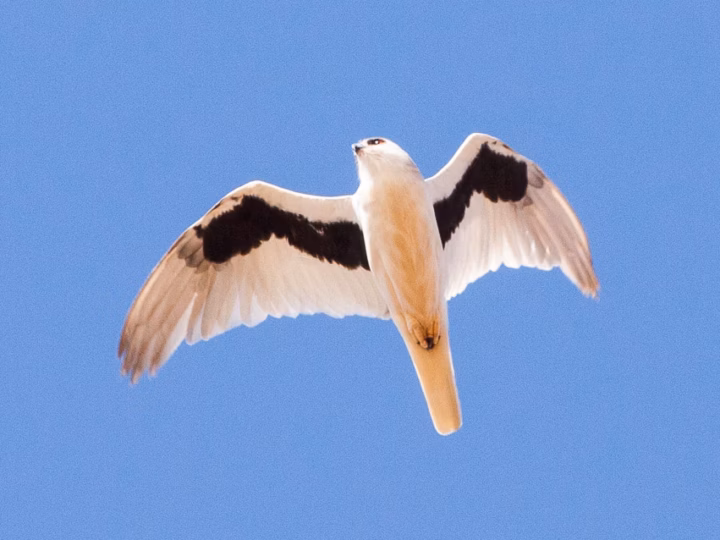 Letter-winged Kite showing pale owl-like face, black shoulder patches and distinctive black underwing markings