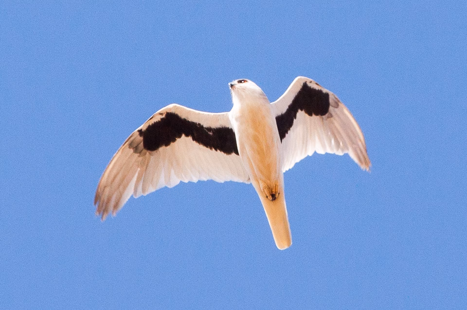 Letter-winged Kite showing pale owl-like face, black shoulder patches and distinctive black underwing markings