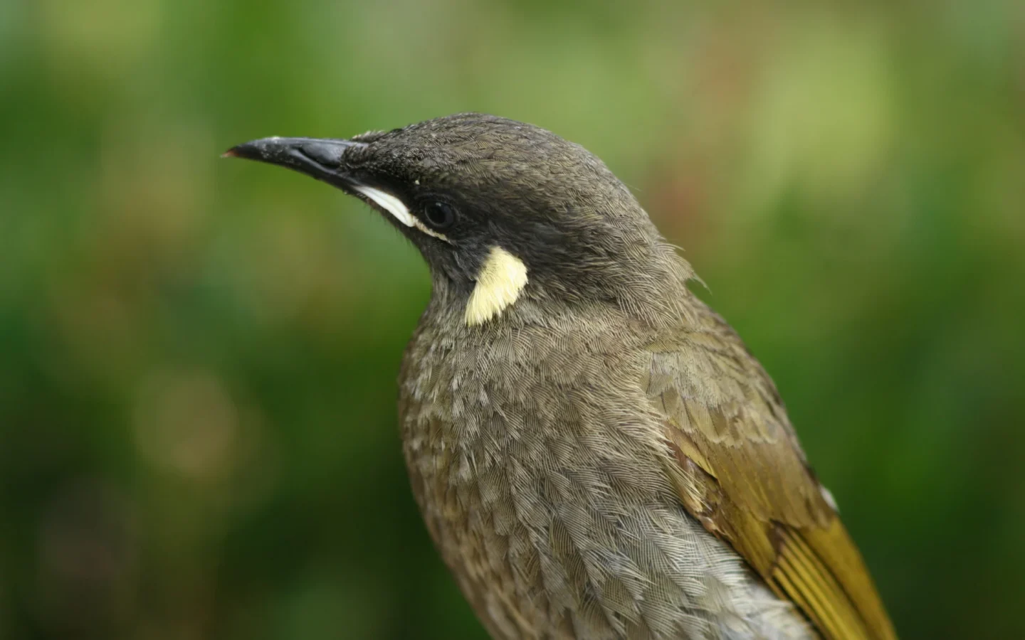 Lewin's Honeyeater in Australia