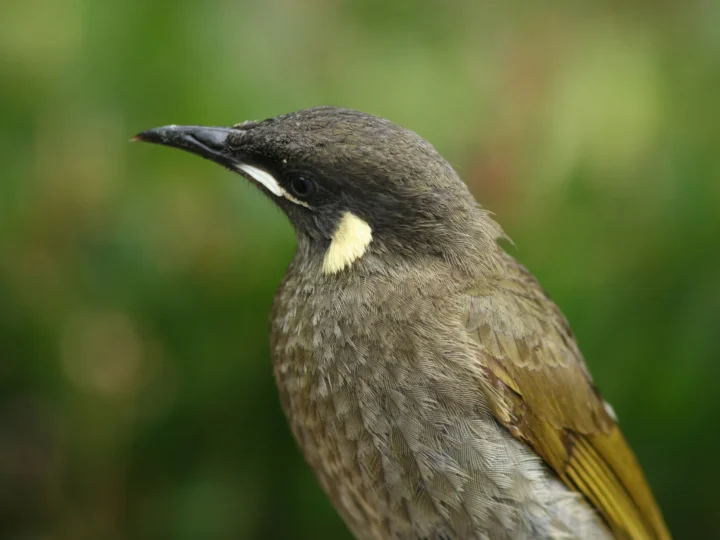 Lewin's Honeyeater in Australia