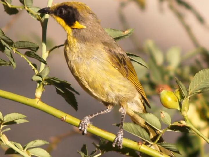 Purple-gaped Honeyeater in Australia showing key identification features: olive-grey honeyeater with a distinctive purple-pink bare gape patch and yellowish accents around the throat and face.