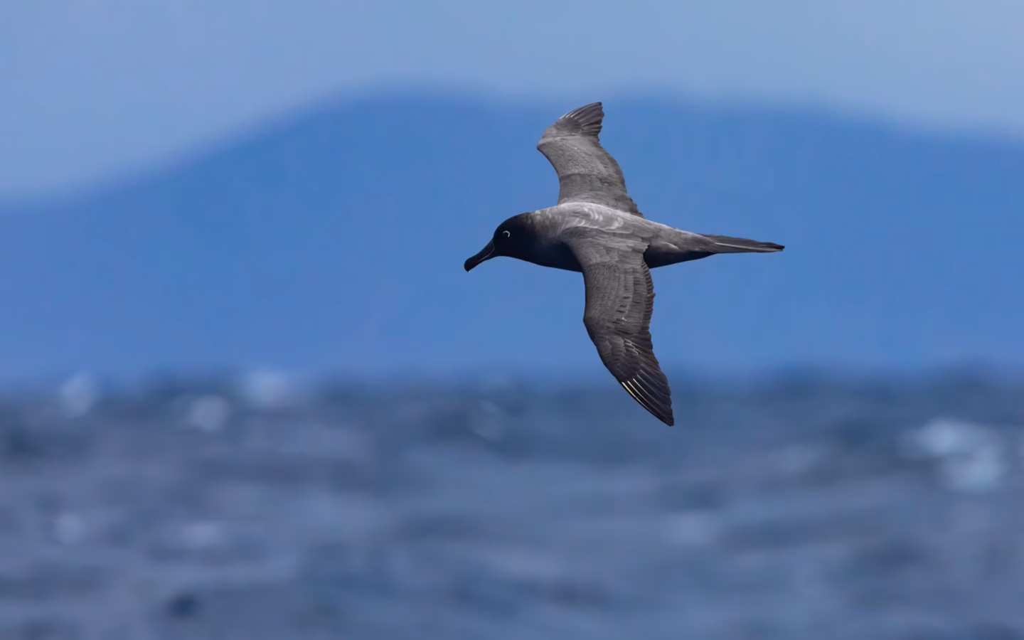 Light-mantled Sooty Albatross showing sooty-grey body, paler mantle, white eye-ring and long dark bill