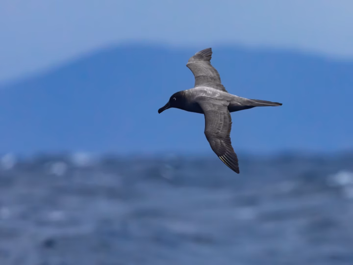 Light-mantled Sooty Albatross showing sooty-grey body, paler mantle, white eye-ring and long dark bill