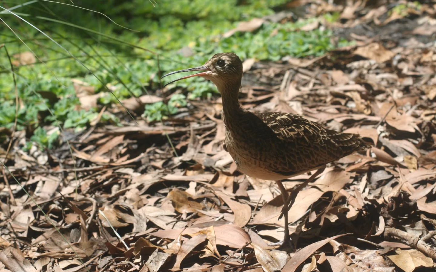 Little Curlew showing small curlew with short downcurved bill, bold crown stripes and compact body