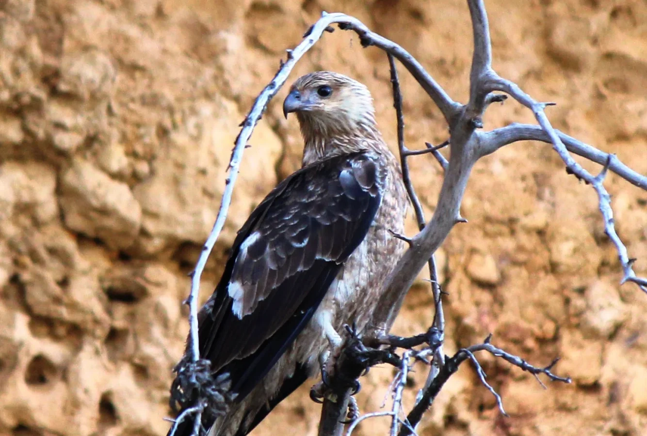 Little Eagle showing key identification features