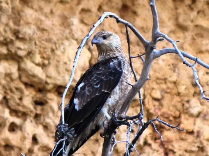 Little Eagle showing key identification features