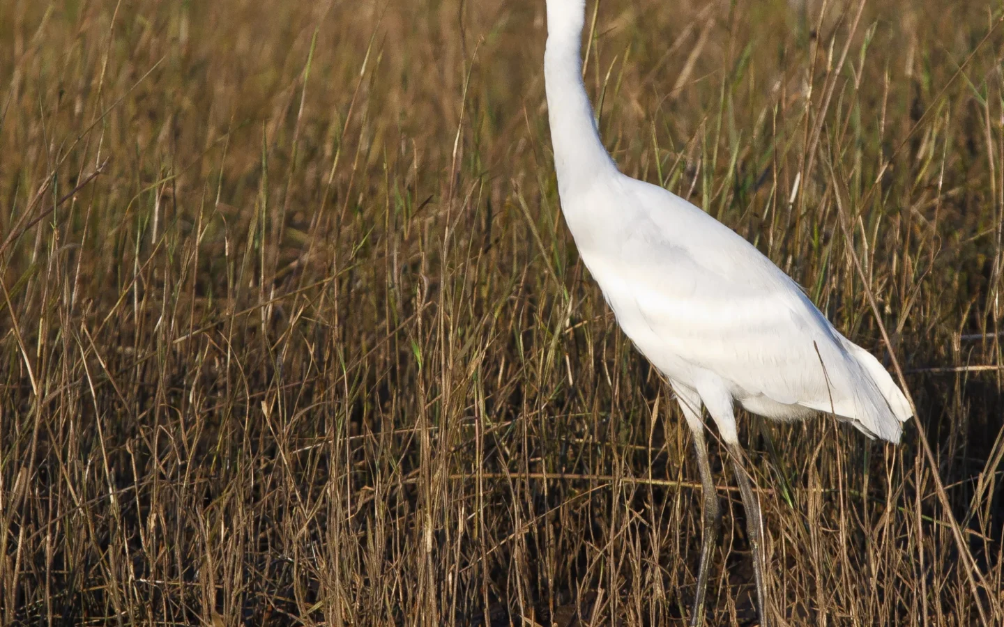 Little Egret showing key identification features