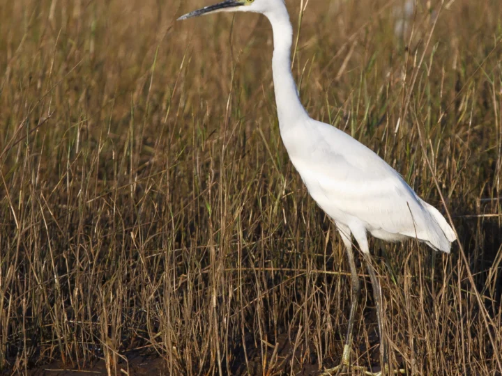 Little Egret showing key identification features