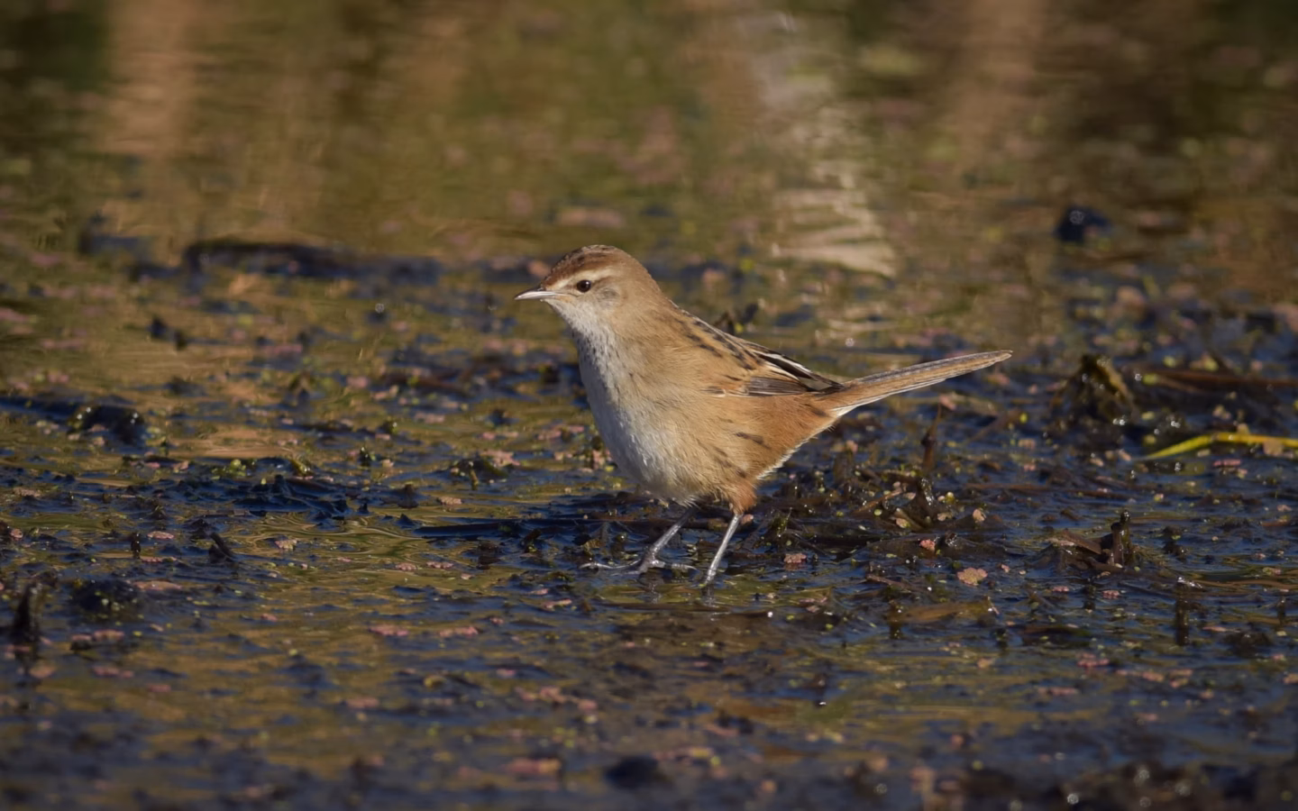 Little Grassbird in Australia showing key identification features