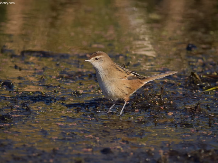 Little Grassbird in Australia showing key identification features