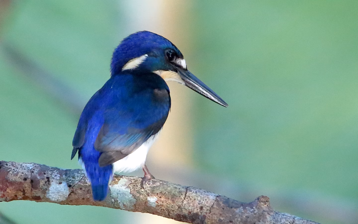 Little Kingfisher showing tiny size, deep blue upperparts, bright white underparts and compact dark bill