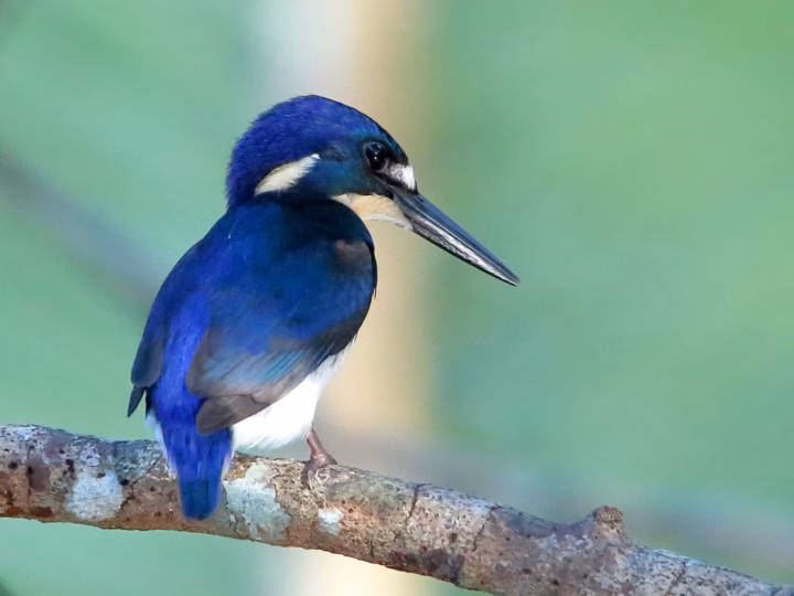 Little Kingfisher showing tiny size, deep blue upperparts, bright white underparts and compact dark bill