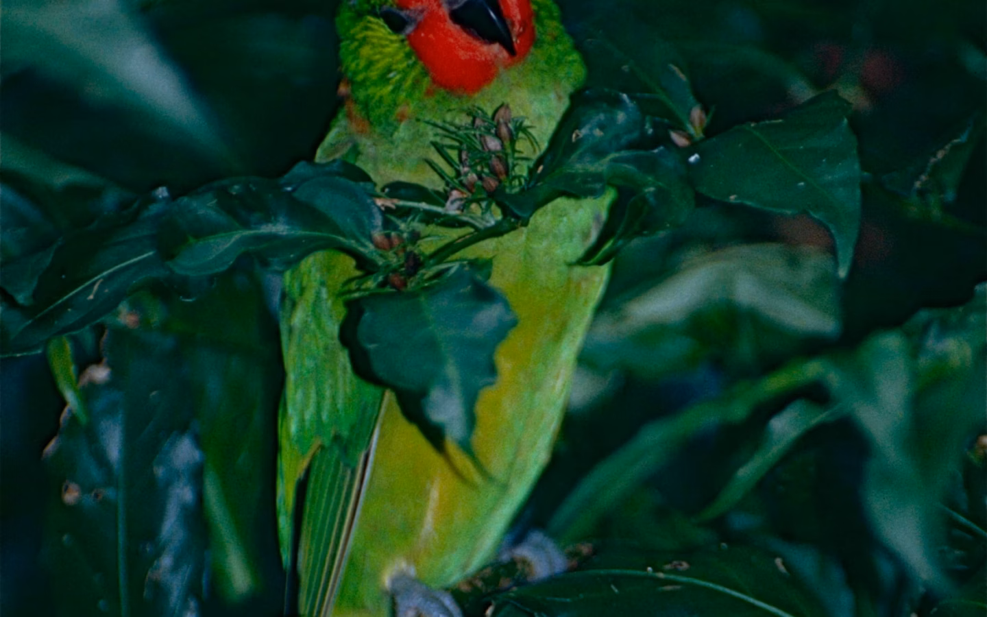 Little Lorikeet in Australia showing key identification features