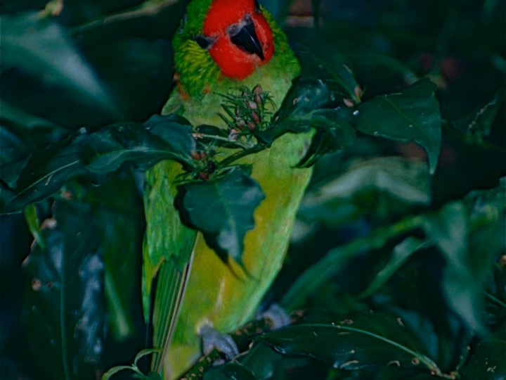 Little Lorikeet in Australia showing key identification features