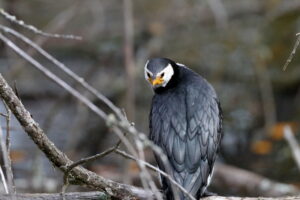 Little Pied Cormorant with black back, white underparts and short hooked bill