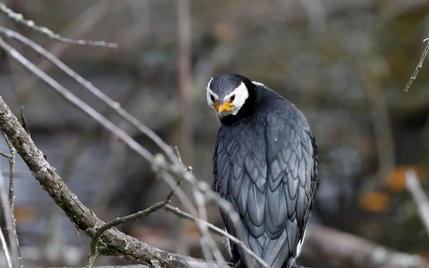 Little Pied Cormorant with black back, white underparts and short hooked bill