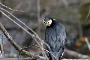 Little Pied Cormorant with black back, white underparts and short hooked bill