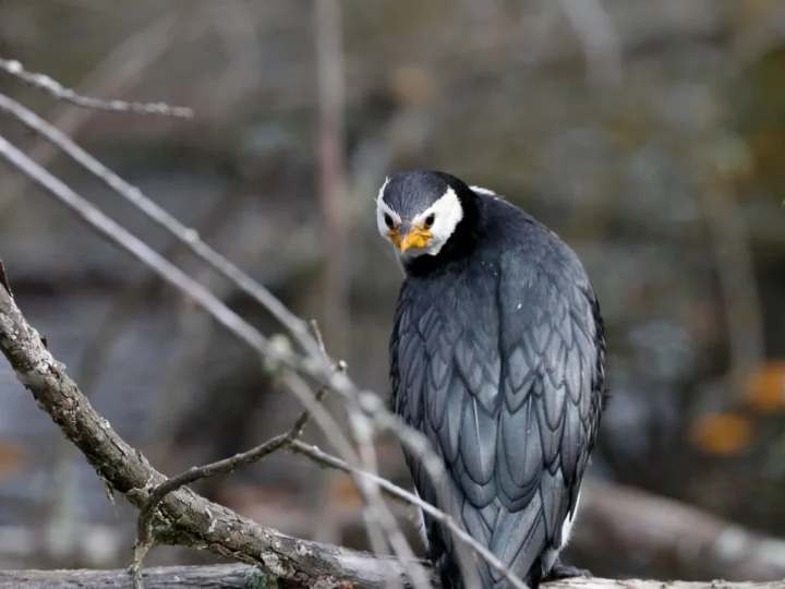 Little Pied Cormorant with black back, white underparts and short hooked bill