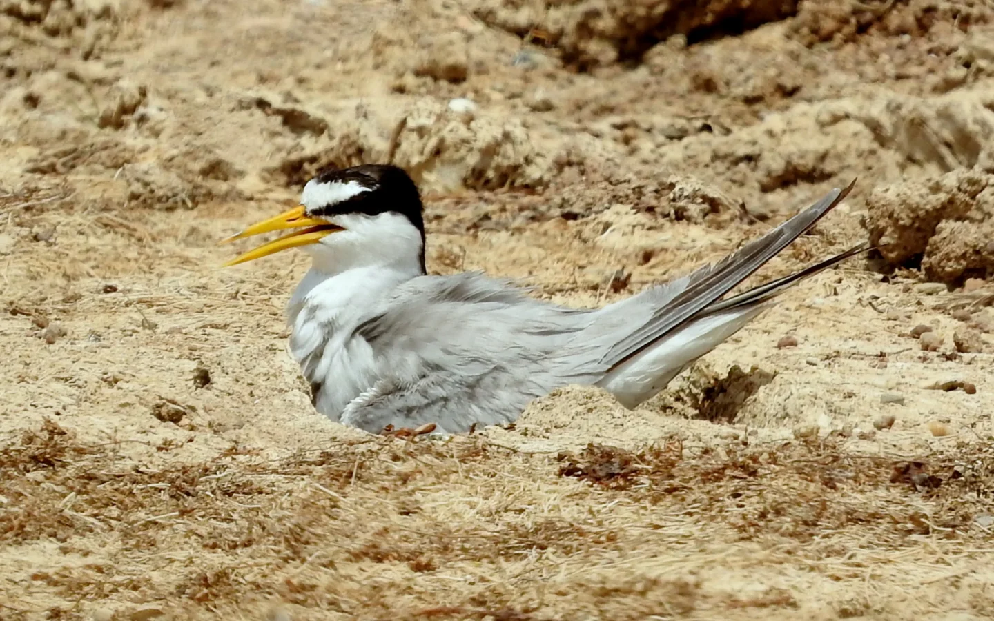 Little Tern showing key identification features