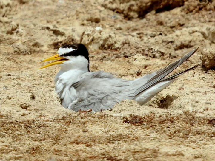 Little Tern showing key identification features