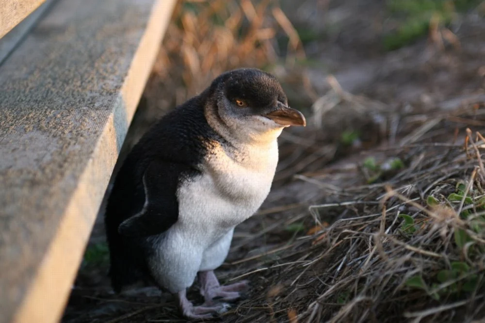 Little Penguin showing key identification features