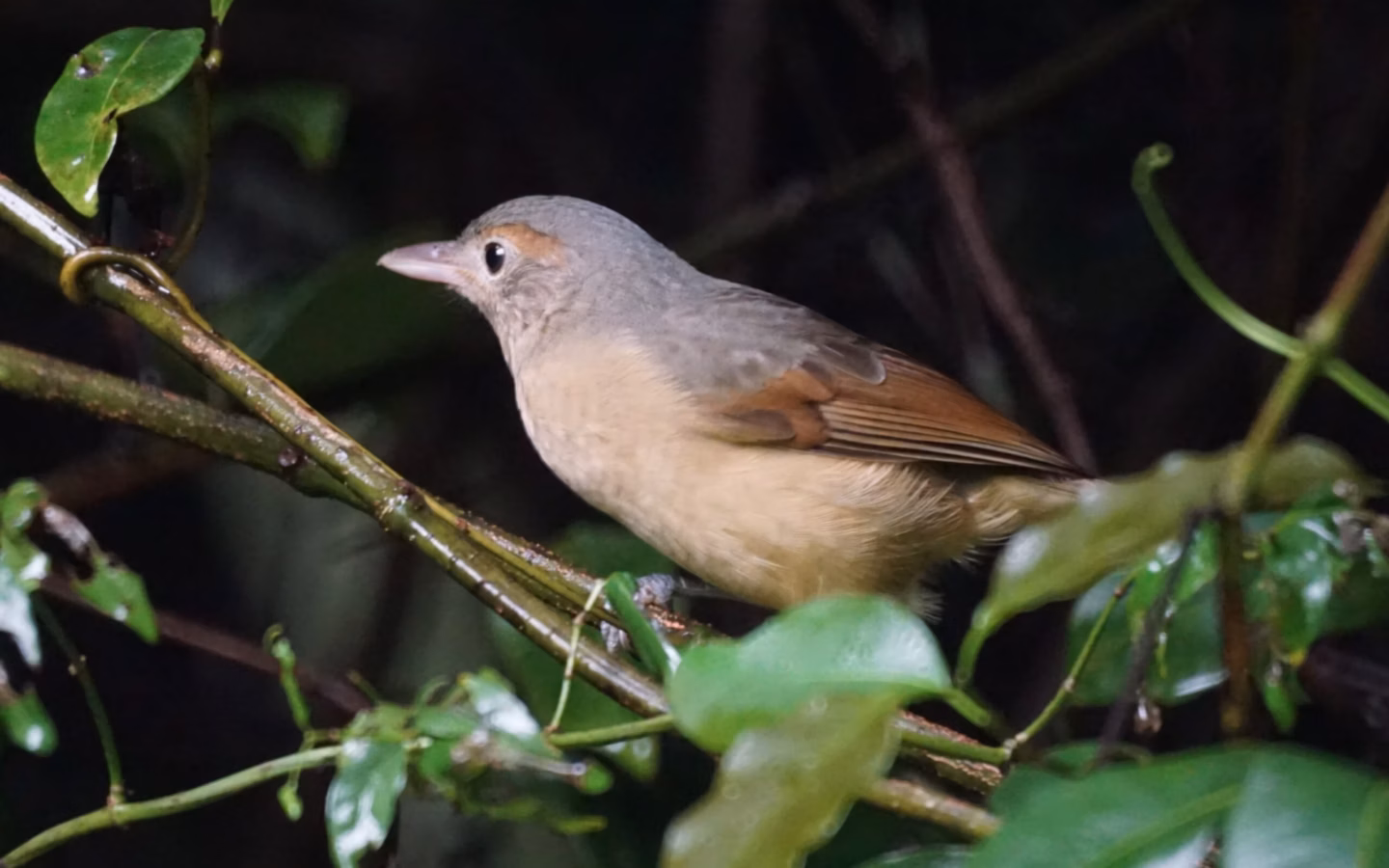 Little Shrike-thrush in Australia showing key identification features: compact brown-grey shrike-thrush with pale underparts and a strong straight bill; overall plumage is subtle, so shape, voice and habitat are useful clues.