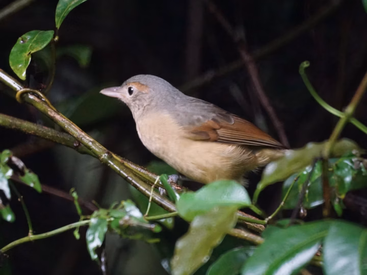 Little Shrike-thrush in Australia showing key identification features: compact brown-grey shrike-thrush with pale underparts and a strong straight bill; overall plumage is subtle, so shape, voice and habitat are useful clues.