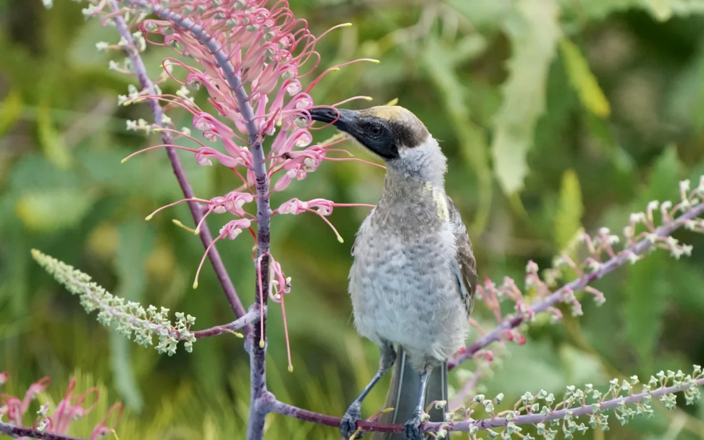 Little Friarbird in Australia