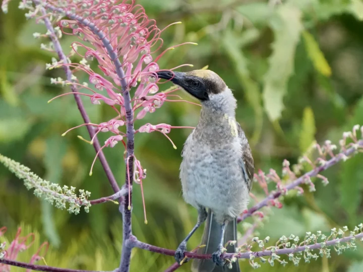 Little Friarbird in Australia