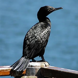 Little Black Cormorant showing key identification features