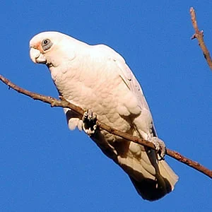 Little Corella with white plumage, pale bill and blue-grey eye ring