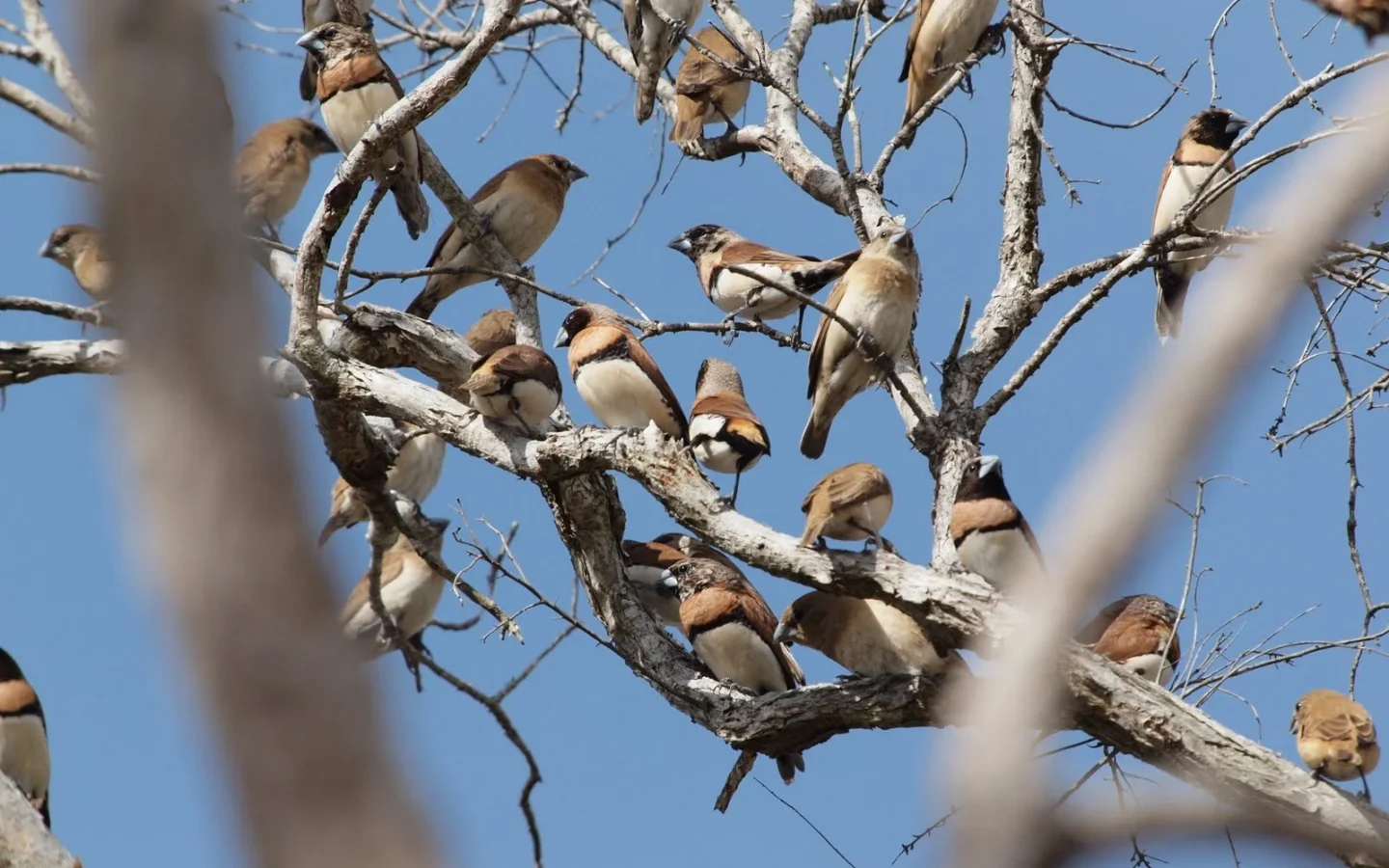 Chestnut-breasted Mannikin in Australia