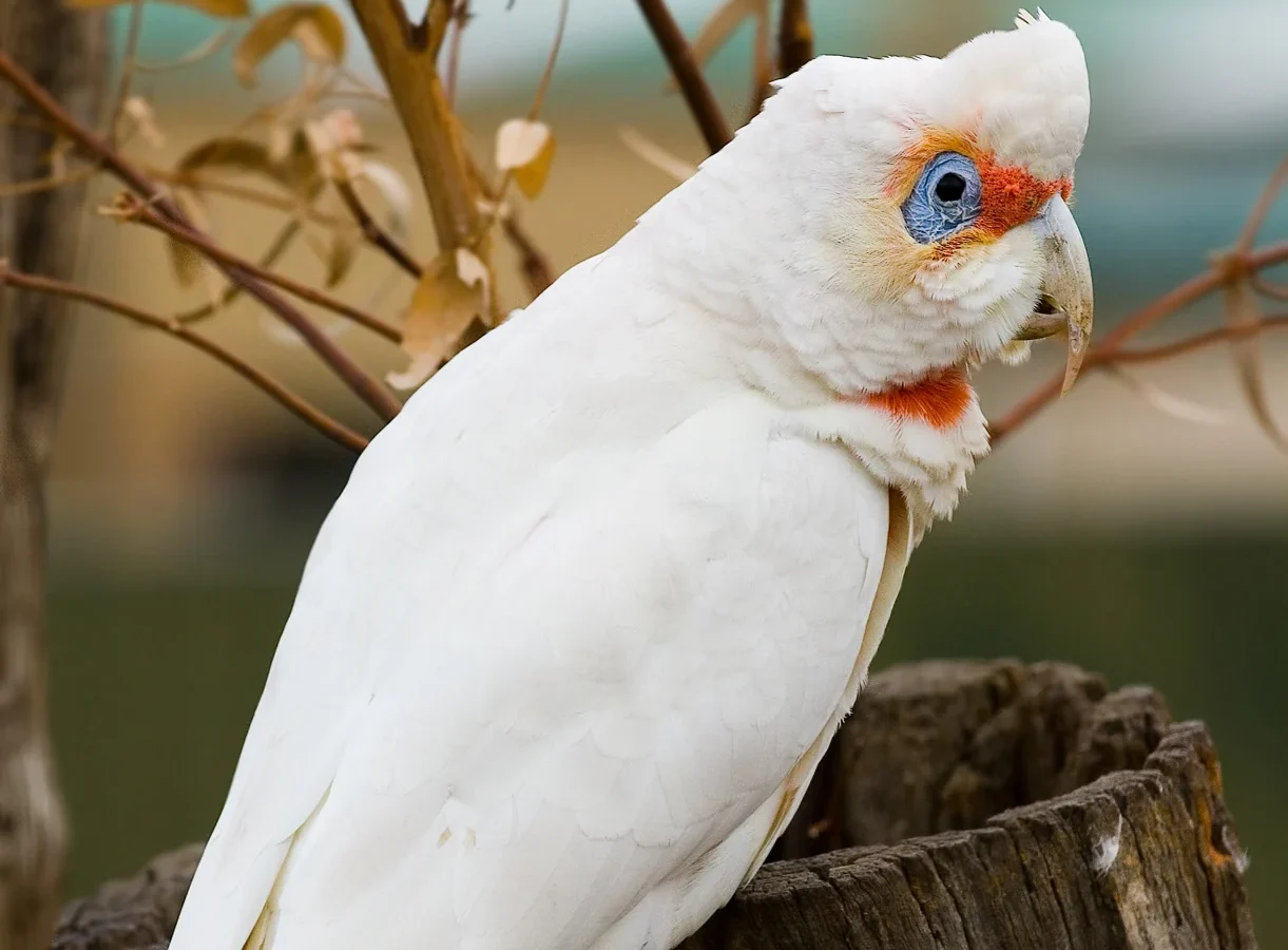 Long-billed Corella with white plumage, long pale bill and reddish face markings