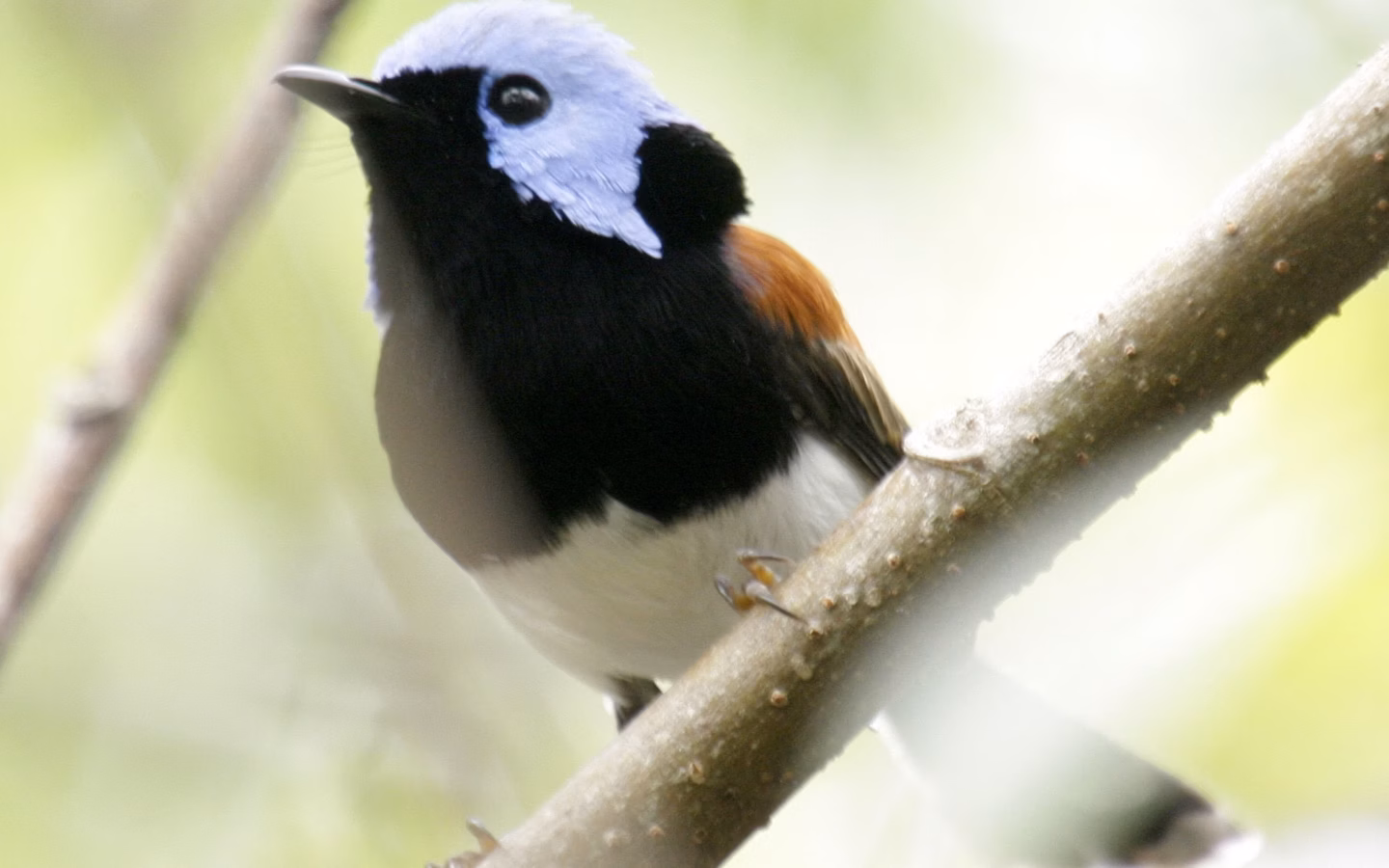 Lovely Fairywren in Australia showing key identification features: breeding males are intensely blue with a dark facial mask and warm chestnut shoulder or back tones; females are much duller and browner.