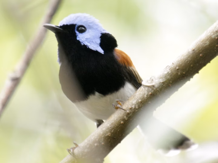 Lovely Fairywren in Australia showing key identification features: breeding males are intensely blue with a dark facial mask and warm chestnut shoulder or back tones; females are much duller and browner.